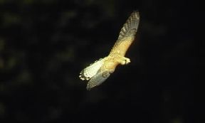 Falco gheppio in volo.De Agostini Picture Library/G. Cappelli