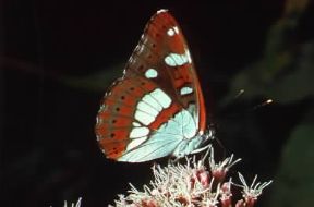 Farfalla. Esemplare di Limenitis anonyma mentre sugge i liquidi nutrizionali.De Agostini Picture Library/E. Bertaggia