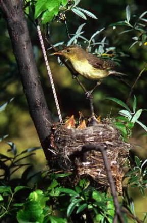 Canapino (Hippolais polyglotta).De Agostini Picture Library/C. Galasso