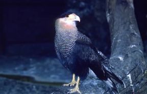 Caracara (Polyborus plancus).De Agostini Picture Library/C. Galasso