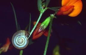 Chiocciola. La conchiglia elicoidale di una Helix pomatia.De Agostini Picture Library/C. Salvadeo