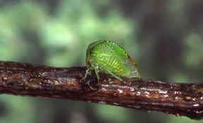 Cicadella. Esemplare di Ceresa bubalus.De Agostini Picture Library/A. Calegari