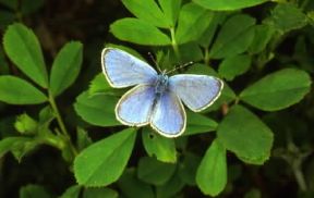 Farfalla. Apertura alare di Glaucopsyche alexis.De Agostini Picture Library/M. Giovanoli