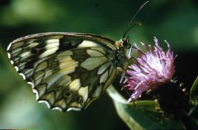 Farfalla. Esemplare di Melanargia galathea mentre sugge i liquidi nutrizionali.De Agostini Picture Library/F. Boieri