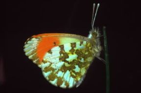 Farfalla. Zampe di Anthocaris cardamines.De Agostini Picture Library/E. Bertaggia