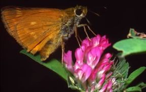 Farfalla. Ochlodes venatus in cui sono visibili le antenne del chetosema.De Agostini Picture Library/M. Pizzirani