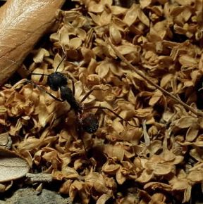 Formica. Esemplare di formica del legno.De Agostini Picture Library/Bucciarelli