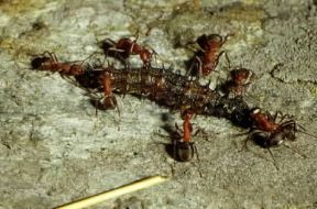 Formica. Un gruppo di formiche catturano un bruco.De Agostini Picture Library/F. Bertola
