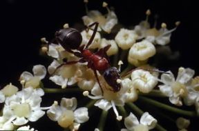 Formica perdilegno (Camponotus ligniperda).De Agostini Picture Library/F. Boieri