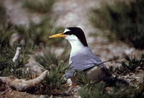 Fraticello (Sterna albifrons).De Agostini Picture Library/P. Brichetti