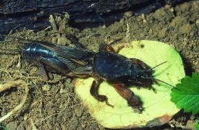 Grillotalpa. De Agostini Picture Library / F. Bertola