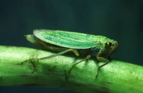 Insetti . Esemplare di Cicadella viridis appartenente all'ordine degli Emitteri.De Agostini Picture Library/A. Calegari