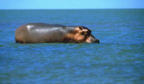 Ippopotamo . Esemplare di Hippopotamus amphibius. De Agostini Picture Library/F. Galardi