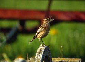 Saltimpalo (Saxicola torquata).De Agostini Picture Library / V. Cordioli