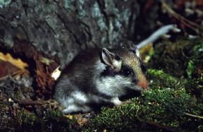 Topo quercino (Eliomys quercinus).De Agostini Picture Library/E. Vigo