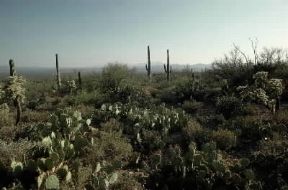 America. Il Saguaro National Monument nel deserto di Sonora (Arizona), caratterizzato dal cosiddetto chapparral, formazione arbustiva tipica dei territori aridi. De Agostini Picture Library/G. SioÃ«n