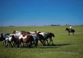 Argentina. Allevamento di cavalli criollos presso Estancia San Rafael.De Agostini Picture Library/R. CrocellÃ 