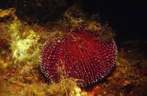 Echinodermi . Esemplare di riccio di mare.De Agostini Picture Library/C. Rives