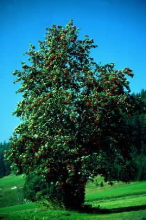 Sorbo . Esemplare di Sorbus aucuparia,De Agostini Picture Library/C. Sappa