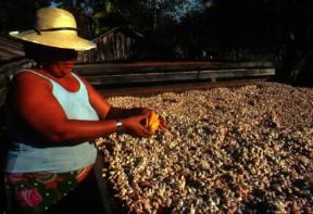 Costa Rica. Essiccazione del cacao.De Agostini Picture Library / G. SioÃ«n
