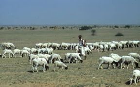 India . Gregge di capre nella regione desertica dello Stato di Rajasthan.De Agostini Picture Library/M. Bertinetti