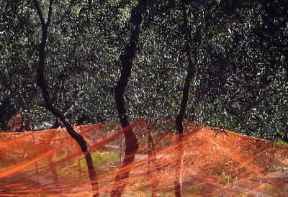 Liguria. Reti tese sotto gli alberi per la raccolta delle olive a Santo Stefano di Magra (La Spezia).De Agostini Picture Library/G. P. Cavallero