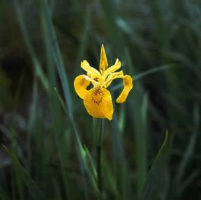Acoro. Infiorescenza di Iris pseudo-corus.De Agostini Picture Library/F. Cirillo