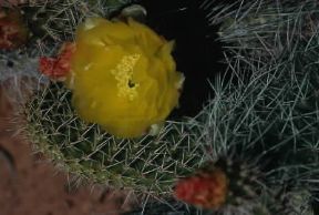 Aculeo. Esemplare di Pear cactus.De Agostini Picture Library/G. SioÃ«n