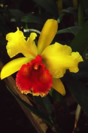 Corolla irregolare di orchidea del genere Cattleya.De Agostini Picture Library / E. Bertaggia