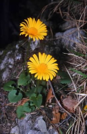 Doronico . Fiori di Doronicum cordifolium.De Agostini Picture Library/M. Pizzirani