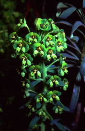 Euforbia. Euphorbia characias.De Agostini Picture Library/M. Pizzirani