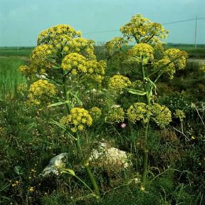 Ferula. Esemplari di Ferula communis.De Agostini Picture Library/G. Cappelli