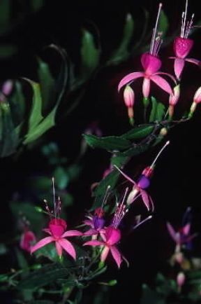 Fucsia (Fuchsia hibrida).De Agostini Picture Library/C. Galasso