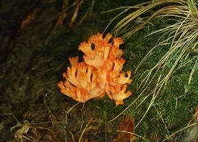 Fungo. Esemplare di Clavaria ignicolor.De Agostini Picture Library/M. Giovanoli