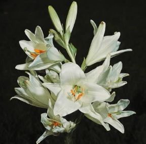 Giglio. Fiori di giglio bianco o di Sant'Antonio (Lilium candidum).De Agostini Picture Library/2 P