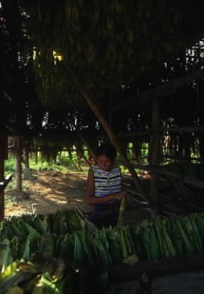 Honduras. Lavorazione del tabacco.De Agostini Picture Library / G. SioÃ«n
