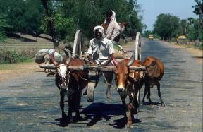 India . Contadini nel Tamil Nadu.De Agostini Picture Library/M. Bertinetti