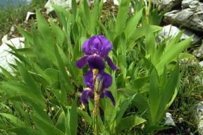 Iridacee . Esemplare di Iris sibirica. De Agostini Picture Library/M. Giovanoli