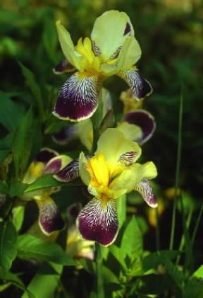 Iridacee . Esemplare di Iris hybrida.De Agostini Picture Library/E. Bertaggia