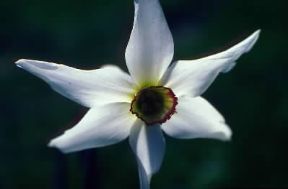 Narciso. Esemplare di Narcissus poeticus.De Agostini Picture Library / G. SioÃ«n