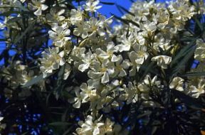 Oleandro . Fiori bianchi di un esemplare di Nerium oleander.De Agostini Picture Library/M. Pizzirani