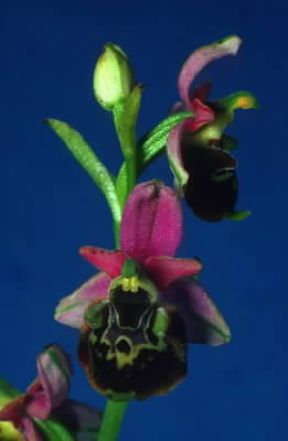 Orchidacee . Esemplare del genere Ophrys fuciflora.De Agostini Picture Library/E. Bertaggia