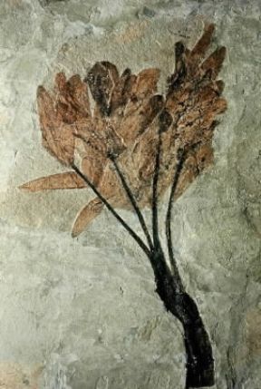 Paleontologia . Pianta fossile dell'Eocene (Monte Bolca, Verona).De Agostini Picture Library/C. Bevilacqua