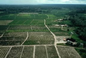 ParÃ¡ . Una piantagione di pepe.De Agostini Picture Library/Pubbli Aer Foto