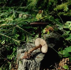 Pluteus. Esemplari di Pluteus umbrosum.De Agostini Picture Library/E. Ferrari