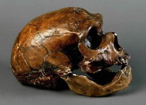 Preistoria. Cranio di Homo sapiens neandertalensis.De Agostini Picture Library/G. Cigolini