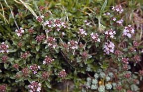 Serpillo . Esemplare di Tymus serphyllum.De Agostini Picture Library/G. Negri