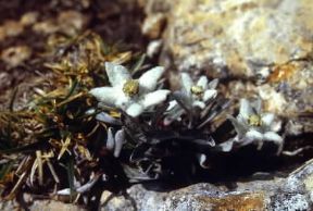 Stella alpina (Leontopodium alpinum).De Agostini Picture Library/G.L. Roli