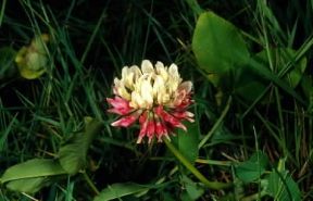 Trifoglio. Fiore di Trifolium hybridum.De Agostini Picture Library/M. Giovanoli