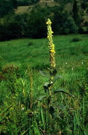 Verbasco (Verbascum phlomoides).De Agostini Picture Library